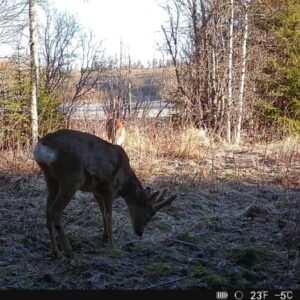 Hikmicro M15 vadkamera